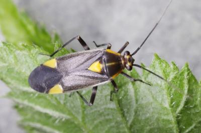 <i>Capsodes flavomarginatus</i>