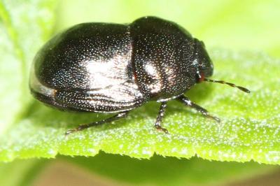 <i>Thyreocoris scarabaeoides</i>