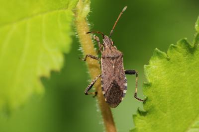 <i>Ceraleptus gracilicornis</i>