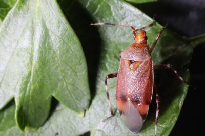 <i>Deraeocoris olivaceus</i>