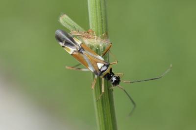 <i>Cyllecoris histrionius</i>