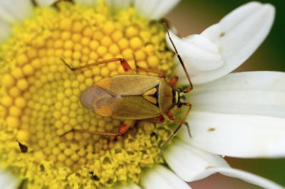 <i>Brachycoleus pilicornis</i>