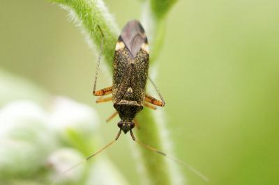 <i>Closterotomus fulvomaculatus</i>