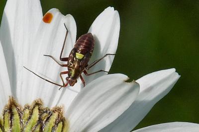 <i>Calocoris roseomaculatus</i>