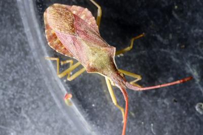 <i>Haploprocta sulcicornis</i>
