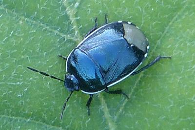 <i>Canthophorus impressus</i>