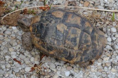 Tortue grecque 